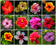 16th Jul 2023 - Collage Of Hibiscus Flowers ~