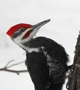 8th Mar 2019 - Pileated
