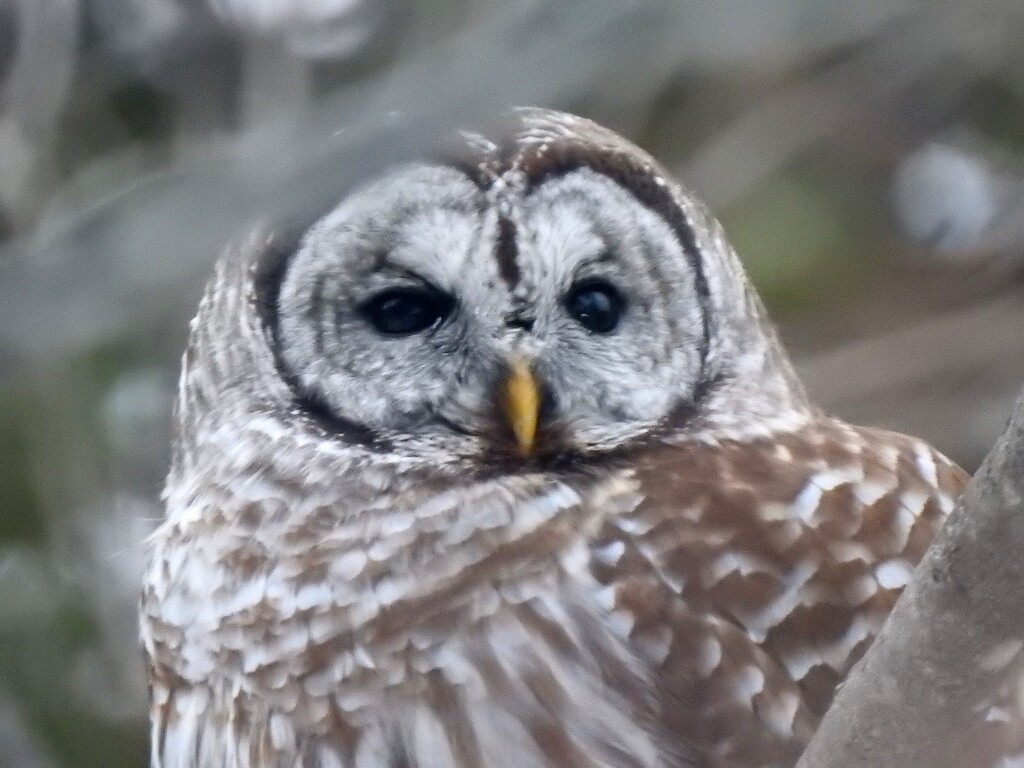 Barred Owl by sunnygreenwood