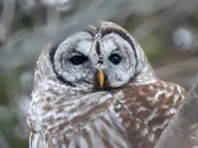 10th Mar 2019 - Barred Owl