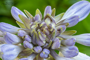 14th Jul 2023 - Hosta