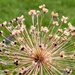 Dried Allium Flower by pdulis