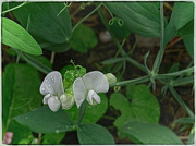 15th Jul 2023 - White Sweet Pea Flowers