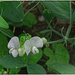 White Sweet Pea Flowers by gardencat