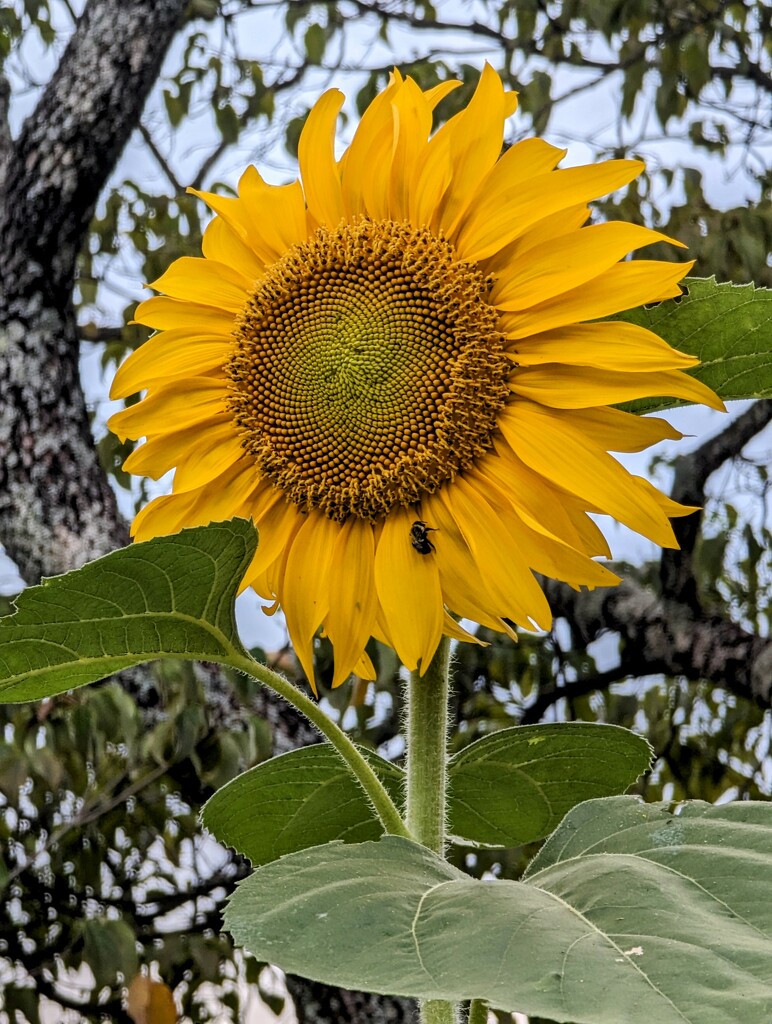 Sunflower and Friend by harbie