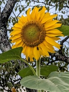 14th Jul 2023 - Sunflower and Friend