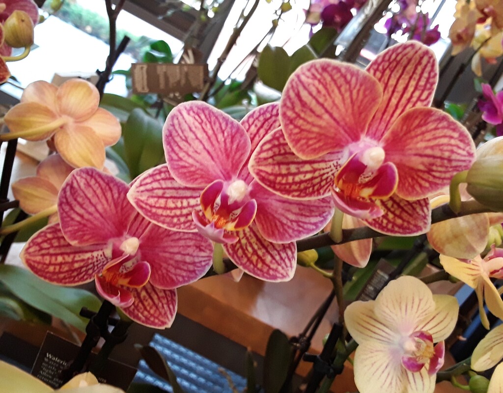 Whole Foods Orchid by sakkasie
