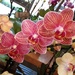 Whole Foods Orchid by sakkasie