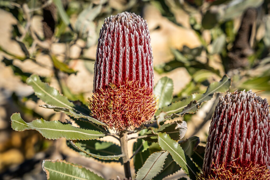Another Banksia by pusspup