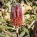 Another Banksia by pusspup