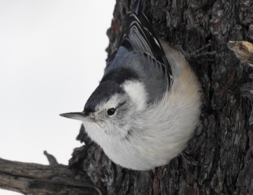 White-breasted Nuthatch by sunnygreenwood