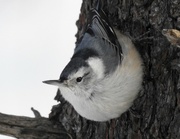 14th Mar 2019 - White-breasted Nuthatch