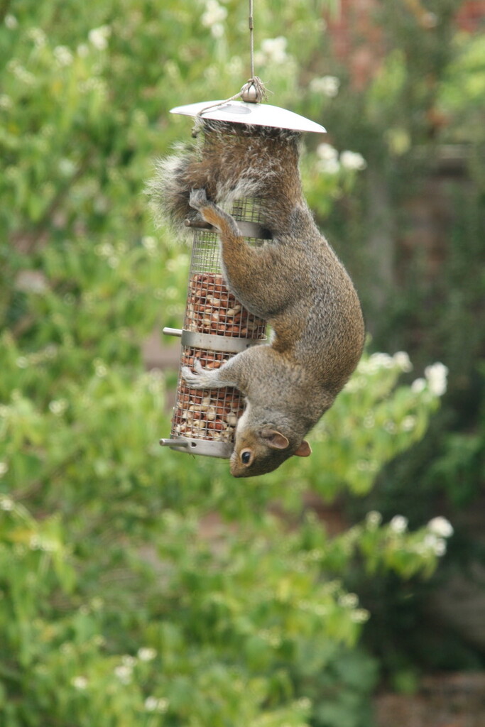 Squirrel on Feeder by philm666