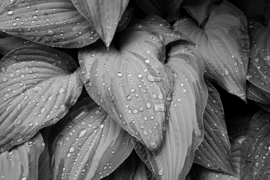 Rain on Hosta by philm666