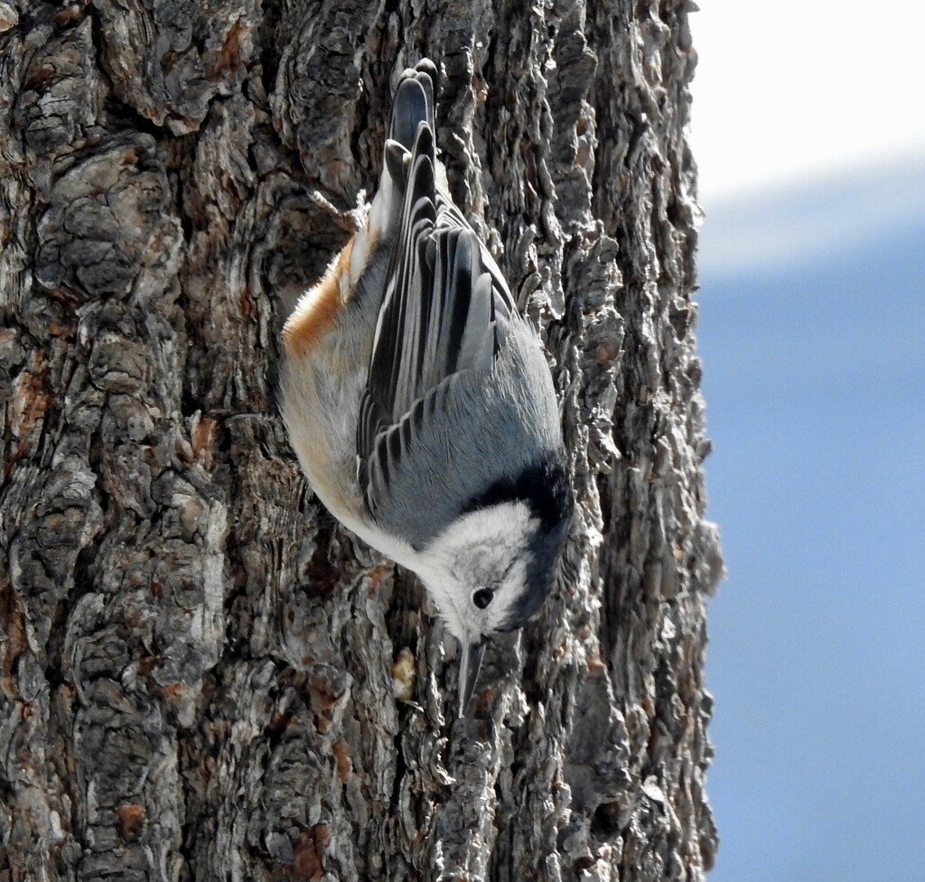 The Nuthatch Crawl  by sunnygreenwood