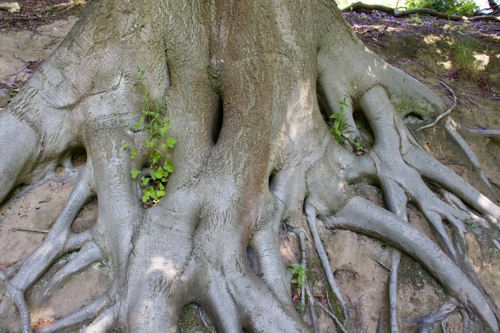 Tree Roots by philm666