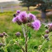 Thistles by stownsend