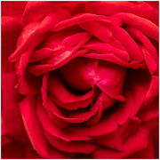 16th Jul 2023 - Red Rose