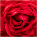 Red Rose by clifford
