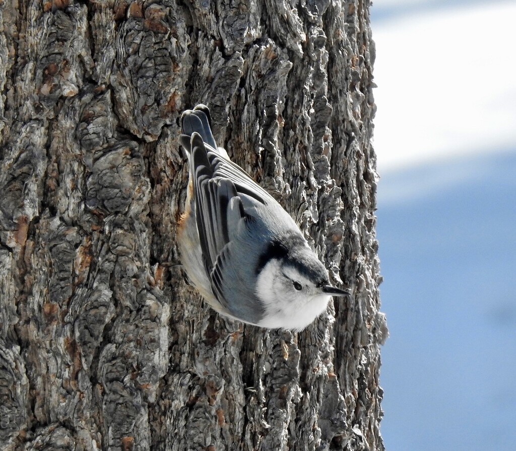 Nuthatch by sunnygreenwood