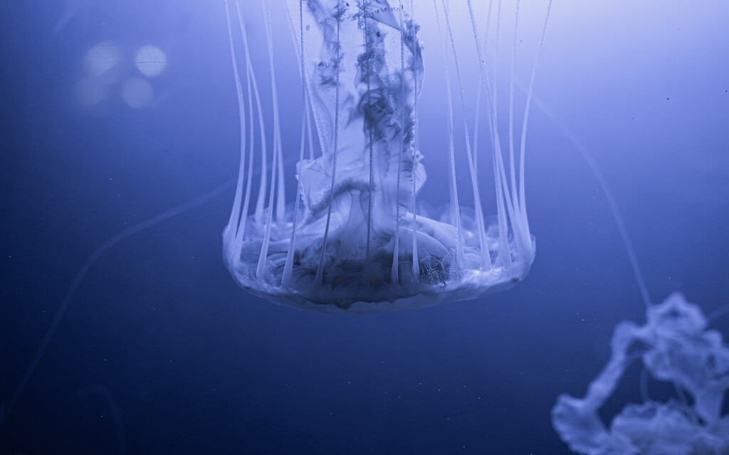 Translucent Jellyfish by jpweaver