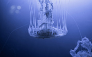 29th Jun 2023 - Translucent Jellyfish
