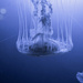 Translucent Jellyfish by jpweaver