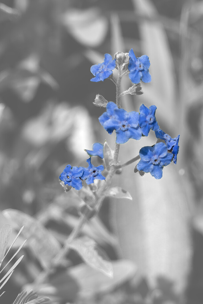 Chinese Forget-Me-Not by k9photo