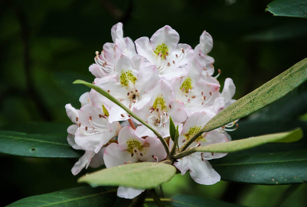 Mountain Laurel by mittens