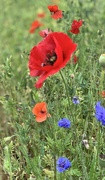 1st Jul 2023 - Wildflowers by a Car Park in Coleraine