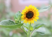 14th Jul 2023 - Sunflower 2023