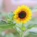 Sunflower 2023 by lynnz