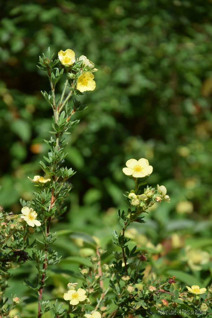 Potentilla by parisouailleurs