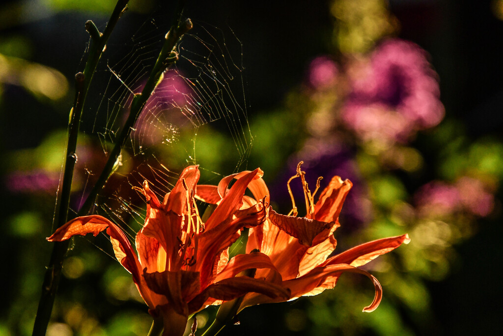 Daylilies and Spider Web by kareenking