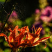 Daylilies and Spider Web by kareenking