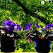 Violets  by rensala