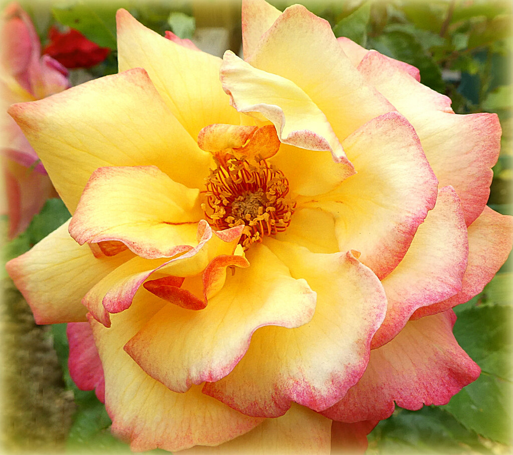 Open   Rose .  by wendyfrost