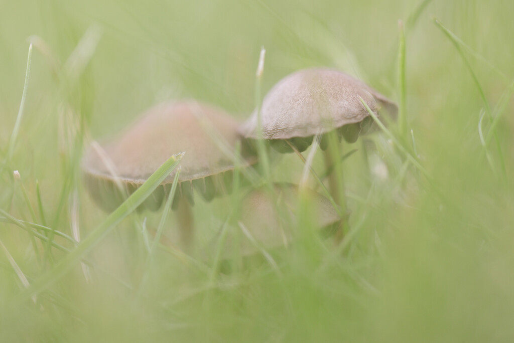 16 Agaricineae by marshwader