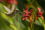 16th Jul 2023 - Hummingbird Coming In to Slurp 