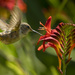 Hummingbird Coming In to Slurp  by jgpittenger