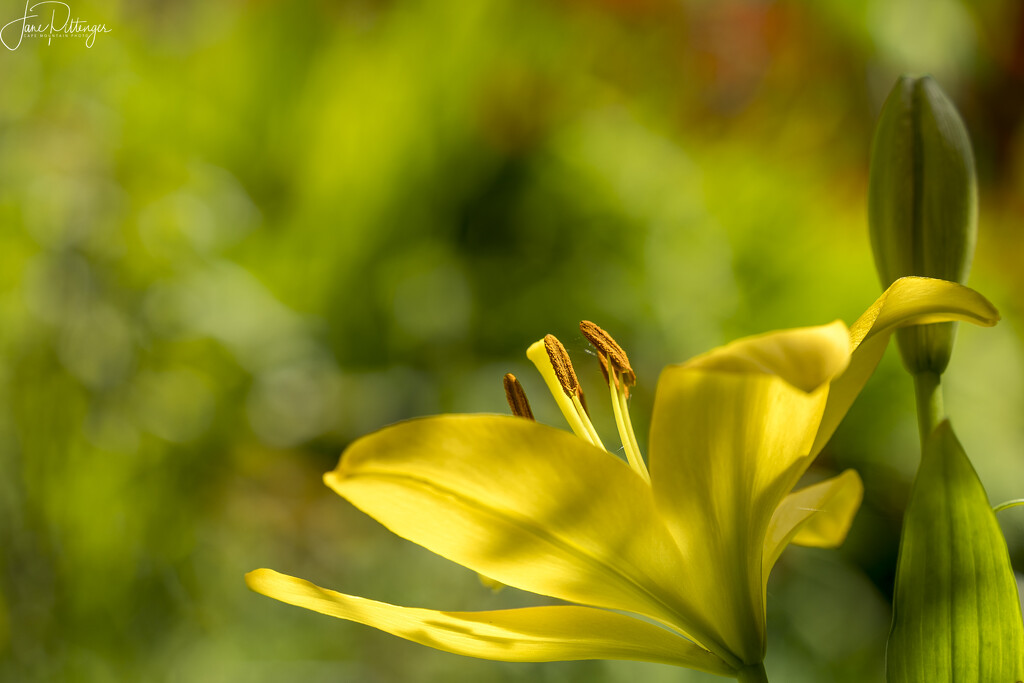Yellow Lily in the Midday Sun  by jgpittenger