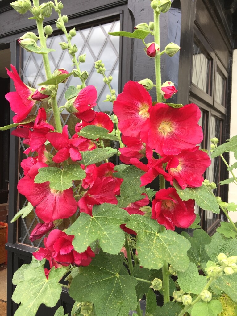 Hollyhocks at the front door  by snowy