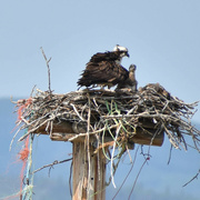 14th Jul 2023 - Osprey Parent And Child