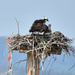 Osprey Parent And Child by bjywamer