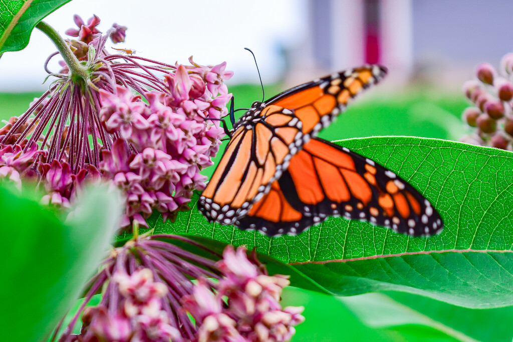 Monarch Butterfly by lifeisfullofpictures