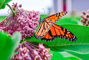 12th Jul 2023 - Monarch Butterfly