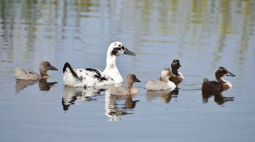 Mama Duck And Her Variegated Ducklings by bjywamer