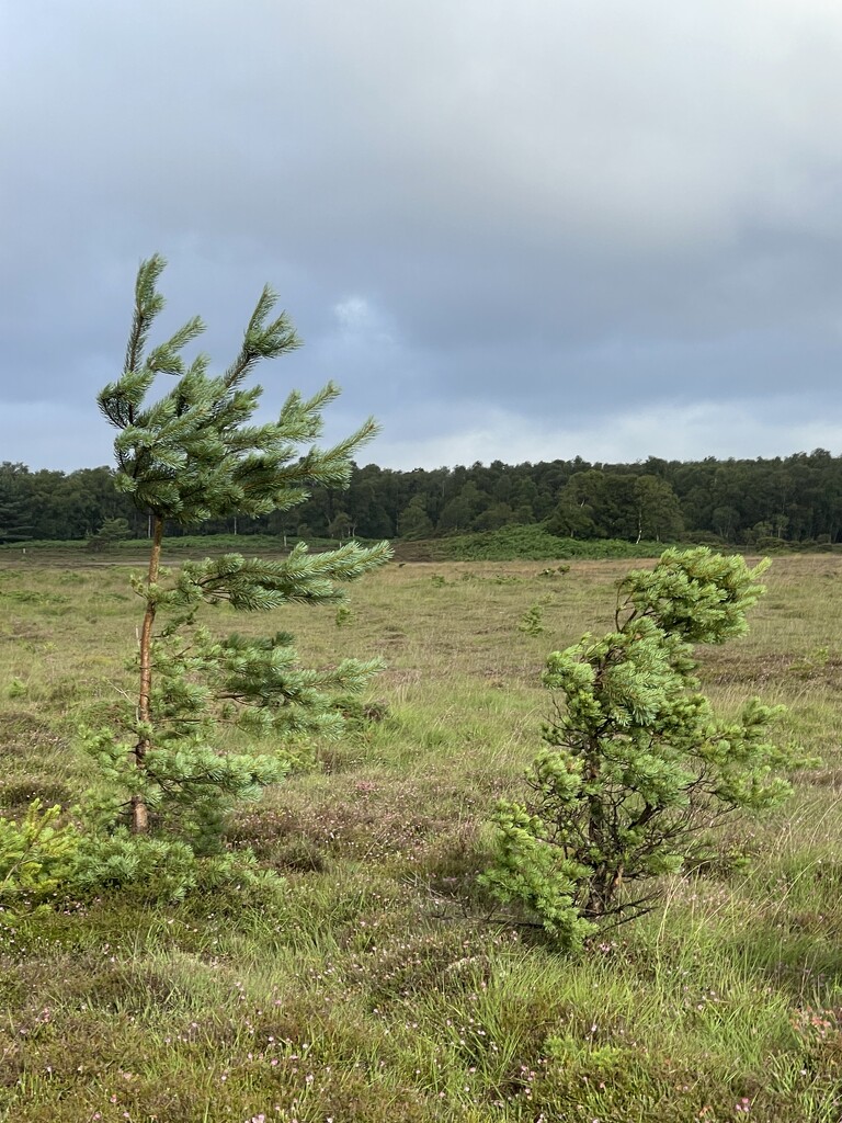 Prevailing Wind by bill_gk