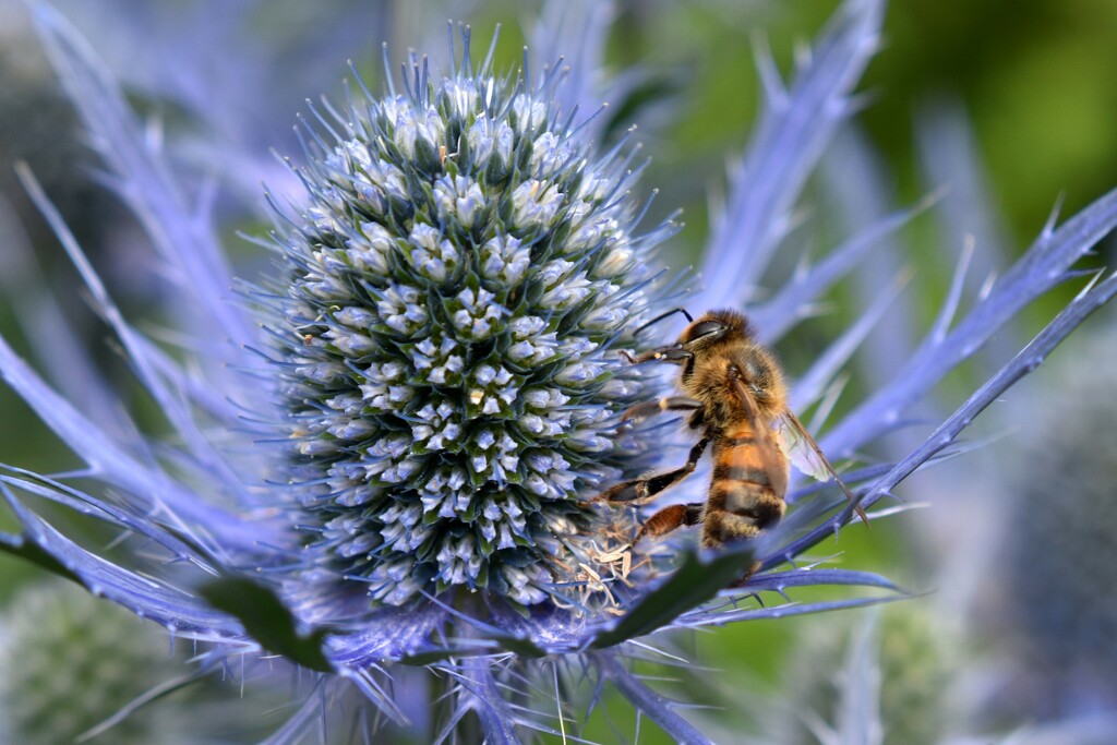 The bees have been very busy in the garden today by anitaw