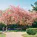 I Shoot Film : Chatting under the blossom by phil_howcroft
